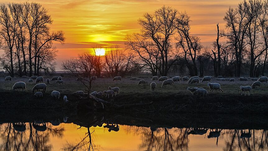 Photograph of a sunset with sheep in the foreground